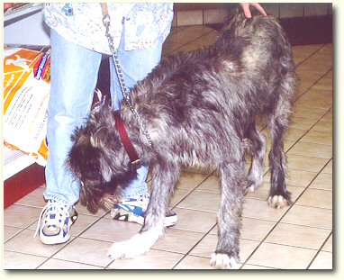 An Irish Wolfhound with chronic demodex infestation