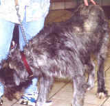 A dog with demodex mites